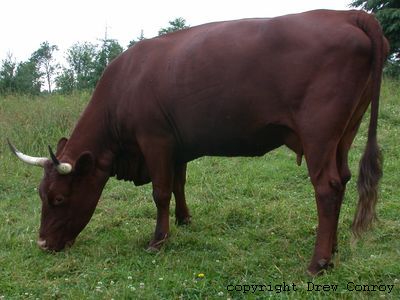 Milking Devon Cow