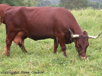 Milking Devon Cow