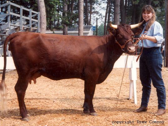 Milking Devon Cow