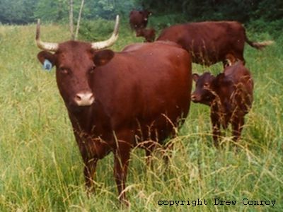 Milking Devon Cow