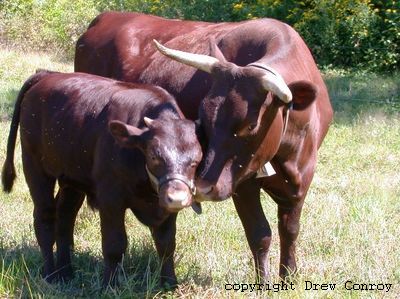 Milking Devon Cow