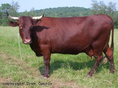 Milking Devon Cow