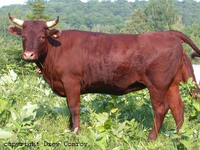 Milking Devon Cow