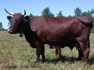 Milking Devon Cow