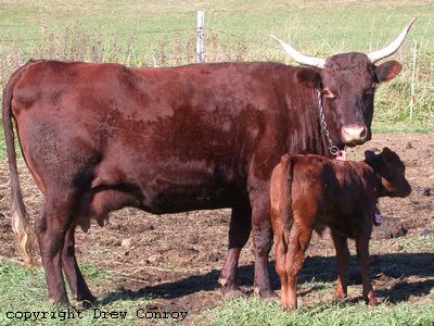 Milking Devon Cow