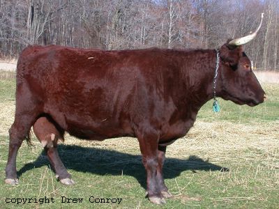 Milking Devon Cow