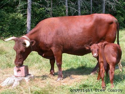 Milking Devon Cow