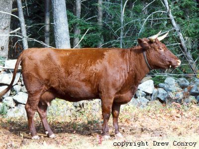 Milking Devon Cow