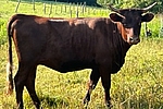 Wanda