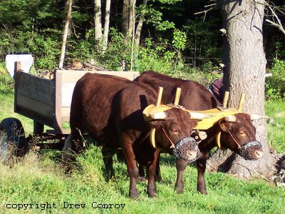 Milking Devon Oxen