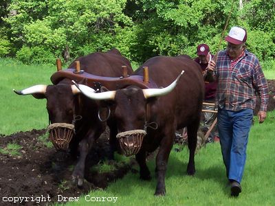 Milking Devon Oxen