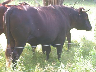 Milking Devon Bull