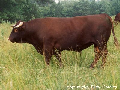 Milking Devon Bull