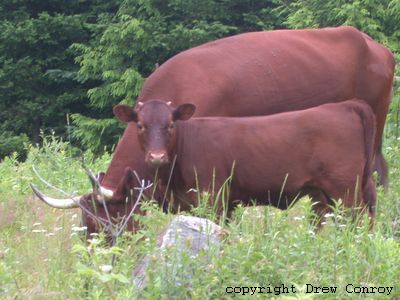 Milking Devon Calf