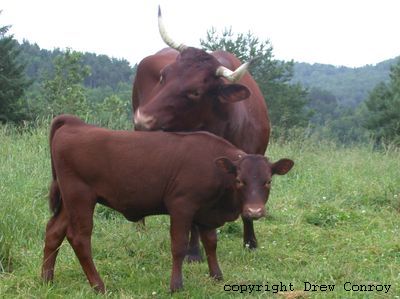 Milking Devon Calf