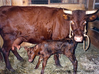 Milking Devon Calf