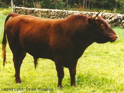 Milking Devon Bull