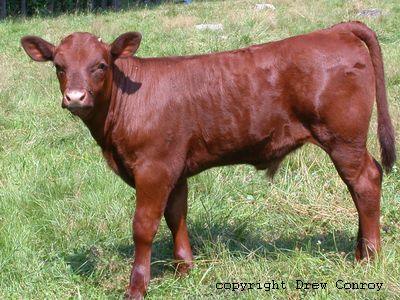 Milking Devon Calf