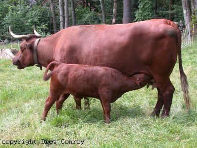 Milking Devon Calf