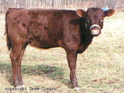 Milking Devon Calf