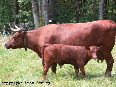 Milking Devon Calf