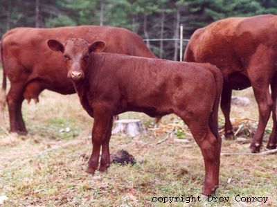 Milking Devon Calf