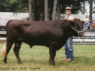 Milking Devon Bull