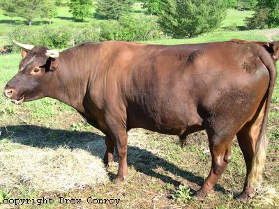 Milking Devon Bull