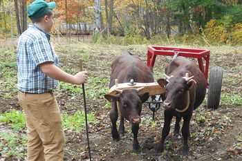 Maple Breeze Farm