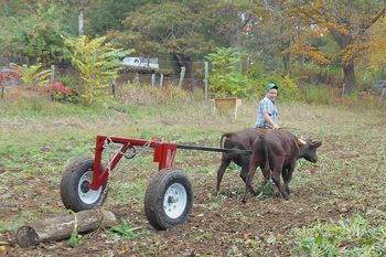 Maple Breeze Farm