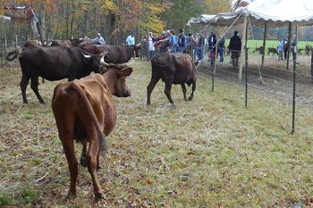 Maple Breeze Farm