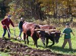 Milking Devon Calf