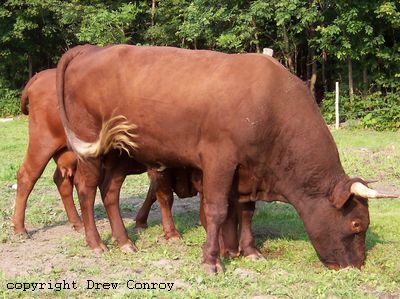 Milking Devon Bull