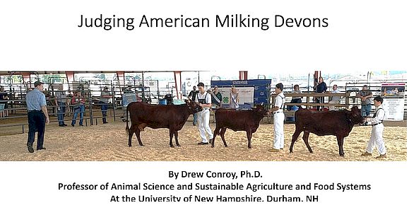 Judging Milking Devons