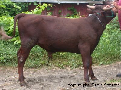 Milking Devon Bull