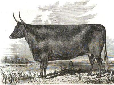 Everett Clark, oxen
