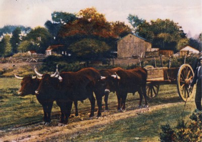 Everett Clark, oxen