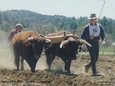 Milking Devon Oxen