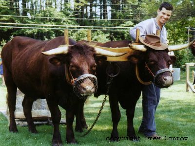 Milking Devon Oxen