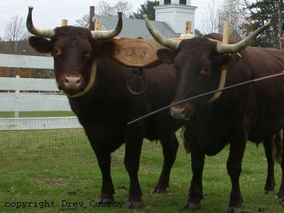 Milking Devon Oxen