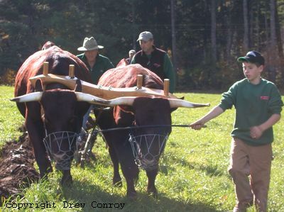 Milking Devon Oxen