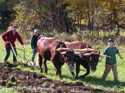 Milking Devon Oxen