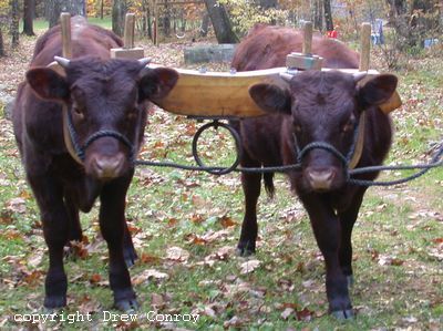 Milking Devon Oxen