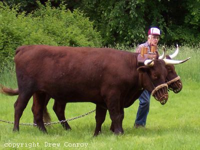 Milking Devon Oxen