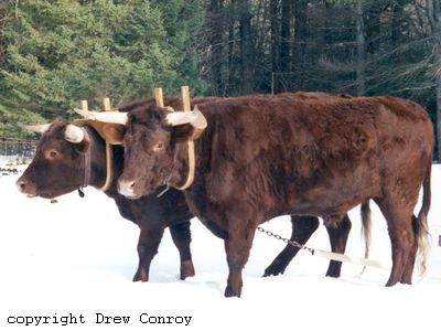 Milking Devon Oxen