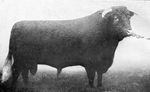 Devon Bull